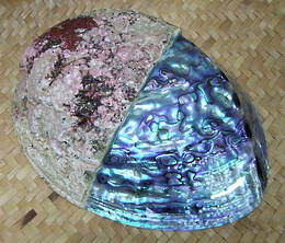 Paua Shell